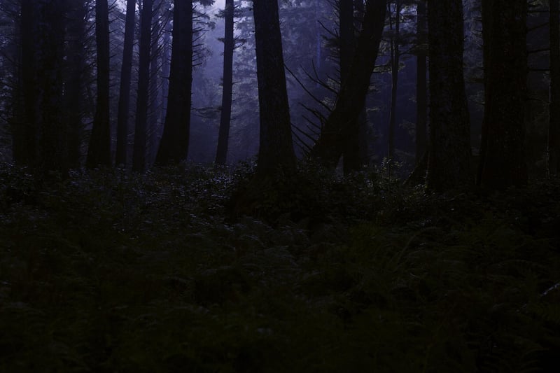 Haunted Forest